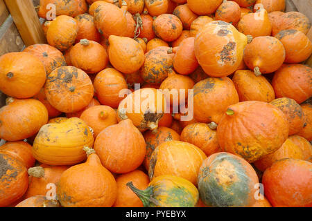 Frisch geerntete Zwiebel Squash Stockfoto