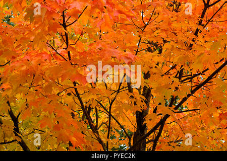 Eine Nahaufnahme Bild eines Ostküste ahorn Baum mit seinen Blättern wechseln in die helle Rottöne des Herbstes in Sussex New Brunswick Kanada. Stockfoto