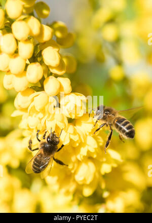 Honig Bienen auf den gelben Blüten eines Winterblüher Mahonia Strauch Stockfoto