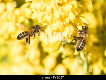 Honig Bienen auf den gelben Blüten eines Winterblüher Mahonia Strauch Stockfoto