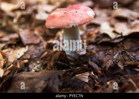 Eine rote bedeckte Pilz oder fliegenpilz im Herbst Blätter in Epping Forest, England Stockfoto