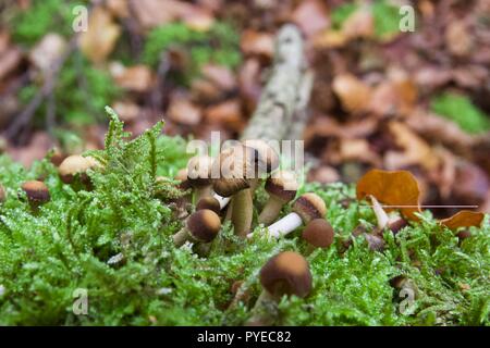 Kleine braune Champignons auf einen gefallenen Log in Epping Forest, England wächst Stockfoto