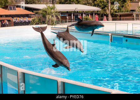 Drei schöne Delphine springen in einen Pool ihre akrobatischen Fähigkeiten angezeigt Stockfoto