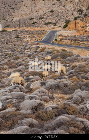 Schafe auf der Straße und in den Bergen von Kreta Stockfoto