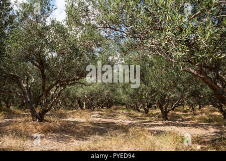 Olivenbäume in Feldern. Große Olivenplantagen in die Berge. Kreta, Griechenland Stockfoto
