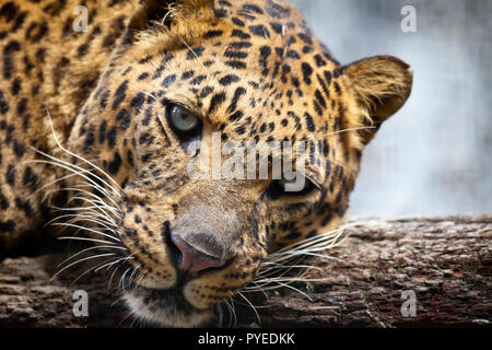 Nahaufnahme eines Leopard ruht der Kopf auf einem Baumstamm Stockfoto