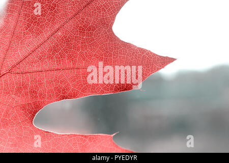 Herbst Blatt. Eichenlaub am Fenster, Nahaufnahme Stockfoto