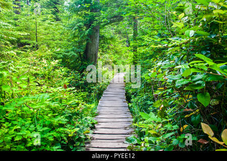 Eine hölzerne Pfad durch einen dichten Wald auf dem Weg zum Shi Shi Beach, Washington State, USA Stockfoto