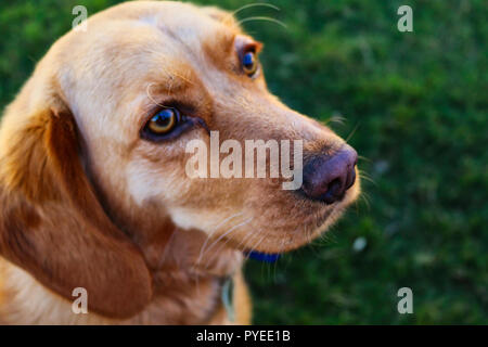 Labor Beagle Mix Stockfoto