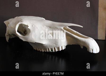 Pferdeschädelfoto. Pferdezähne. Lernmaterial für Tierärzte. Stockfoto