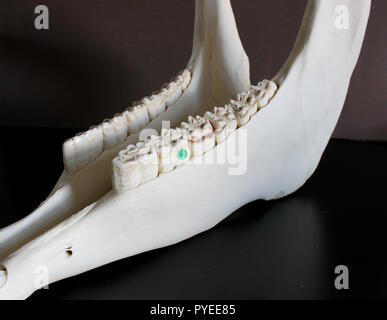 Pferdeschädelfoto. Pferdezähne. Lernmaterial für Tierärzte. Stockfoto