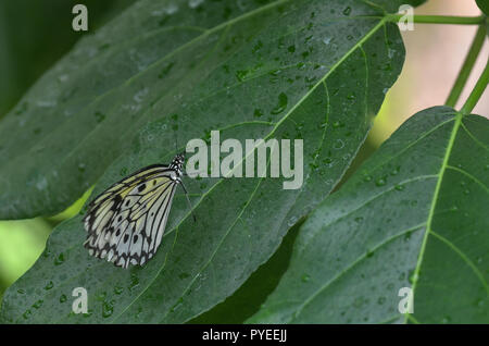 Big spotted Schmetterling, Baum Nymphe Reispapier, Schmetterling, Schmetterling, Idea leuconoe in einem Gewächshaus, Türkei Stockfoto
