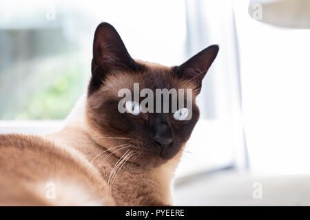 Siam Katze Portrait mit blauen Augen schließen, Stockfoto