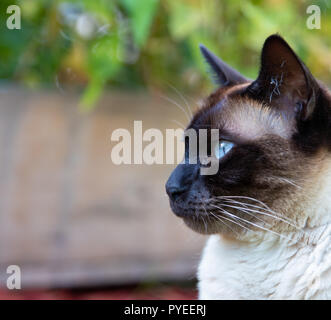 Siam Katze Portrait mit blauen Augen schließen, Stockfoto