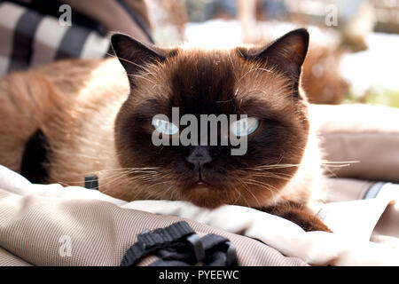 Siam Katze Portrait mit blauen Augen schließen, Stockfoto