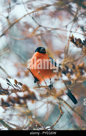 Vogel Dompfaff in der Wildnis im Winter ernährt sich von den Samen der Bush auf den Zweigen Stockfoto