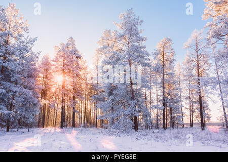 Winter Pinienwald mit der Sonne bei Sonnenuntergang Zweigen bedeckt mit Raureif gegen den Himmel Stockfoto