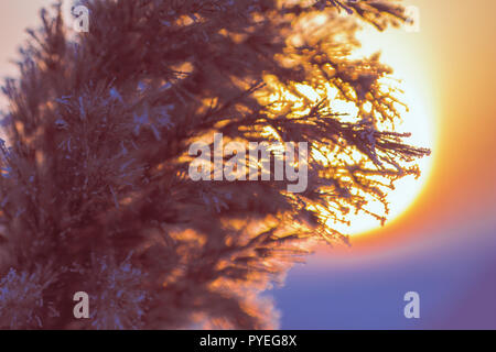 Reed close-up mit Reif gegen die aufgehende Sonne. Hintergrund Stockfoto