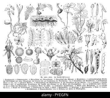 Anlage Organe: 1) Hauptwurzel, 2) Sekundäre Wurzeln, 3) root Tip und Root Kappe, 4) Rhizom oder Rhizom, 5) Keimblätter, 6) seziert Knospe der Rosskastanie mit allen Übergängen des Blattes zur Bildung der Blattspreite, 7 af) Staubfäden und Antheren, 8) freiblätterige Corolla, 9 ac) gefiederten Blättern, 10) Transformation der Blütenblatt in ein staubblatt in der Seerose, 11 ac) abgesicherten-leaved Blume Krone, 12) unterstandy Eierstock von Fuchsia mit Punsch in der Mitte und Staubgefäßen, 13 ae) verschiedene Pollenkörner, 14) Honeysuckle der Rebe, 15) single-blühenden Eiche, 16) verschiedene Formen von Obst, a) pod eines finial, b) Stockfoto