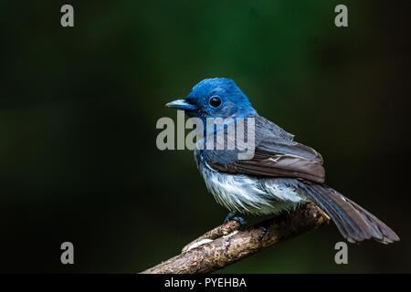 Dieses Bild von Schwarzen Naped Monarch ist in Kerala in Indien. Stockfoto