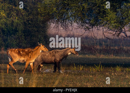 Dieses Bild von Blue Bull oder Nilgai im Keoladeo Nationalpark, Rajasthan in Indien genommen wird. Stockfoto