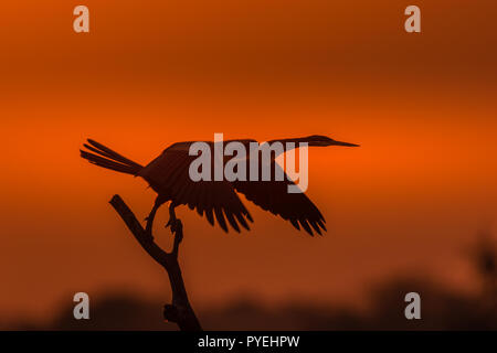 Dieses Bild von Darter Vogel ist in Rajasthan in Indien genommen. Stockfoto