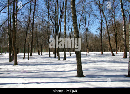 Birch Grove im Winter bei Sonnenuntergang Stockfoto