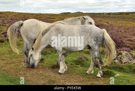 Dartmoor Ponys an Haytor. Stockfoto