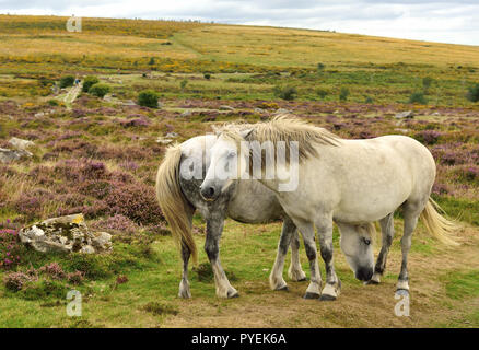 Dartmoor Ponys an Haytor. Stockfoto