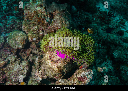 Weiche Anemone Korallen Maldives Stockfoto