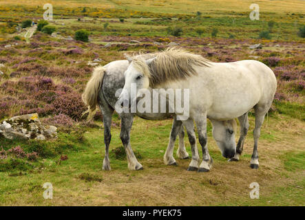 Dartmoor Ponys an Haytor. Stockfoto