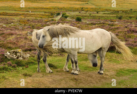 Dartmoor Ponys an Haytor. Stockfoto