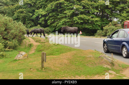 Dartmoor Ponys Überqueren der Straße bei Haytor. Stockfoto