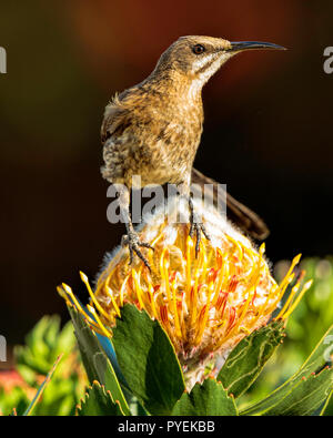 Cape Sugarbird (Promerops cafer) Männliche thront auf einem nadelkissen Sugerbush Laucospermum, Hermanus, Western Cape, Südafrika Stockfoto