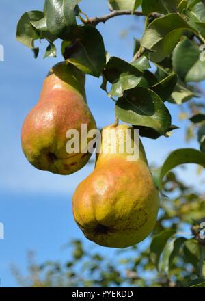 Organische Birnen (lat Reif. Pyrus Communis) auf einem Baum Stockfoto