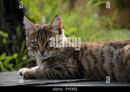 Junge tabby Cat (lat.: Felis catus) auf dem Boden liegend Stockfoto