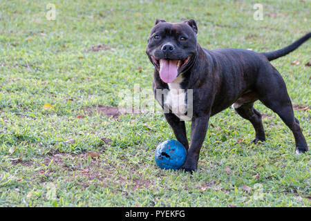 Eine Nahaufnahme eines schwarzen und weißen Hund spielt mit seinem blauen Spielzeug chew im Garten Stockfoto