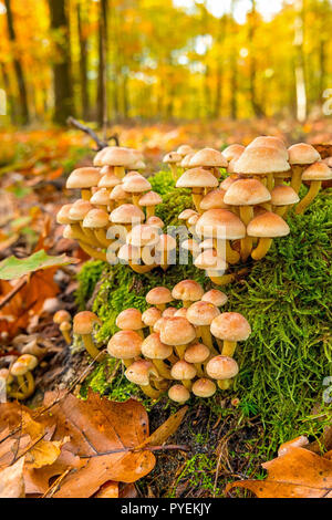 Gruppe der Pilze auf einem Baumstumpf in den Wald. Stockfoto