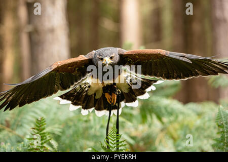 UK, Sherwood Forrest, Nottinghamshire Greifvögel Veranstaltung - Oktober 2018: Harris Hawk in Gefangenschaft Stockfoto