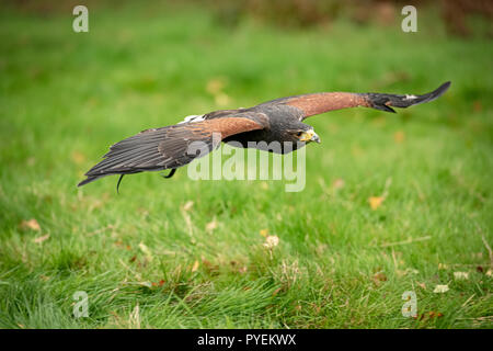 UK, Sherwood Forrest, Nottinghamshire Greifvögel Veranstaltung - Oktober 2018: Harris Hawk in Gefangenschaft Stockfoto