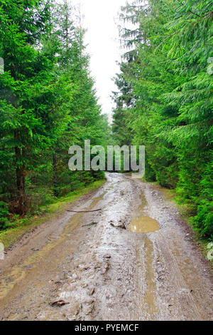 Regen im Wald. Straße mit Pfützen und Schlamm in Holz bei Regen. Straße zwischen Fichten bei Regen im Wald Stockfoto