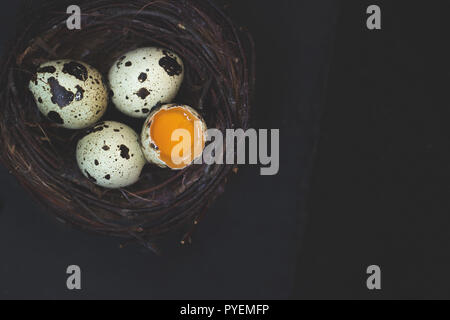 Gebrochene Wachteleier in kleinen Nest, auf Schwarz Tisch; mit Kopie Raum Stockfoto