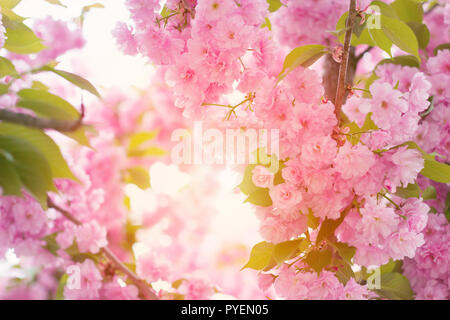 Cherry rosa Blüten Nahaufnahme; rosa blühenden Kirschbaum mit Sonnenschein kommend durch brances; Feder floral background Stockfoto