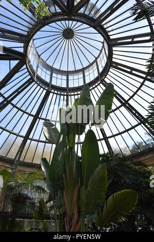 Glas Gewächshaus Decke Stockfoto