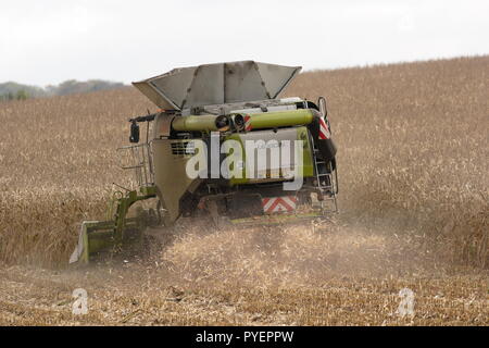 Rückansicht eines Feldhäckslers in einem Feld von trockenem Mais Getreide kombinieren, Ernte die Ernte und auswerfen Abfallprodukt aus der Rückseite in der Nähe Hindon Wiltshire UK Stockfoto