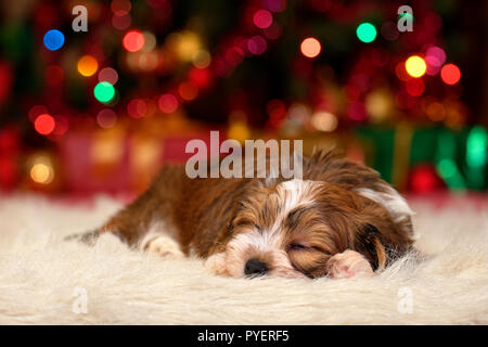 Süß schlafen Bichon Havaneser Welpe Hund träumt über Weihnachten Stockfoto