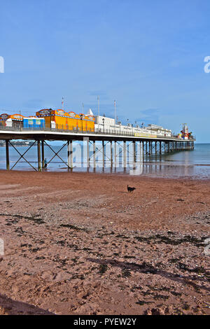 Ein einsamer Hund läuft entlang der Strand vor dem Paignton Pier bei Ebbe, am späten Nachmittag Sonne. Stockfoto