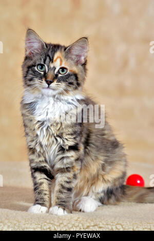 Cute schildpatt Katze sitzt im Studio gegen sanften gelben Hintergrund' Stockfoto