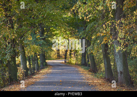 Herbstfarben Herbst sonnige bunte Stimmung Stockfoto