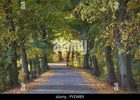 Herbstfarben Herbst sonnige bunte Stimmung Stockfoto